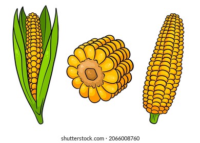 Corn set. Fresh corn cobs with and without leaves. In a cartoon style. Vector illustration for design and decoration.