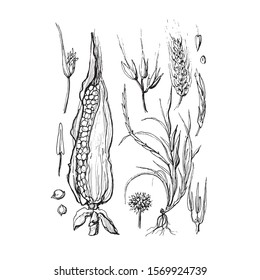 Corn set illustration black and white