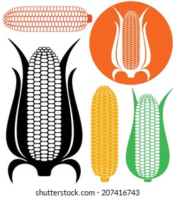 Corn set. Isolated corn on white background