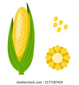 Corn set isolated on white background. Kernels and sliced cobs. Package design element with clipping path