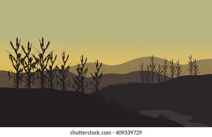 Corn silhouette at sunset on tthe fields