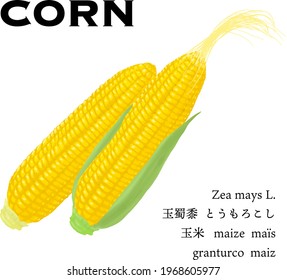 Corn simple vector illustration, texts means 'corn' another language