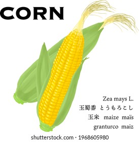 Corn simple vector illustration, texts means 'corn' another language