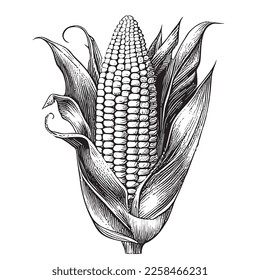 Corn sketch hand drawn in doodle style illustration