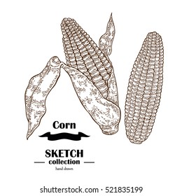 Corn sketch. Hand drawn maize plant. Cereal vector illustration