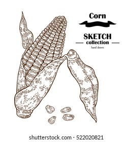 Corn sketch. Hand drawn maize plant. Cereal vector illustration