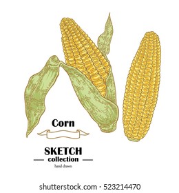 Corn sketch. Hand drawn maize plant. Vector illustration