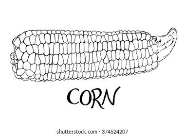 Corn sketch.  Hand-drawn cartoon cob of corn icon isolated on the background. Doodle drawing. Vector illustration. 