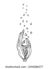 Corn sketch illustration. Engraving style, vintage design. Ear of corn with leaves.