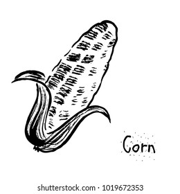 Corn sketch illustration vector