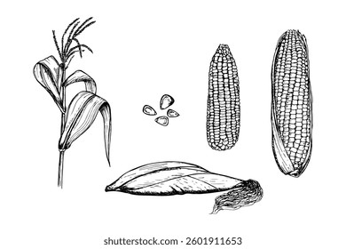 Corn sketch outline illustration set. Simple doodle drawing in engraving style. Hand drawn vector line art clipart
