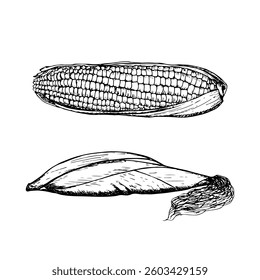 Corn sketch outline illustration set. Simple doodle drawing in engraving style. Hand drawn vector line art clipart