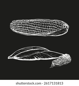 Corn sketch outline illustration set. Simple doodle drawing in engraving style. Hand drawn vector line art clipart