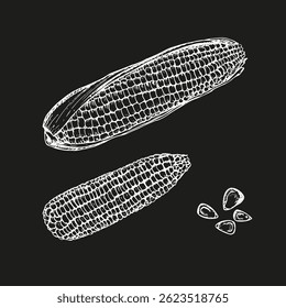 Corn sketch outline illustration set. Simple doodle drawing in engraving style. Hand drawn vector line art clipart