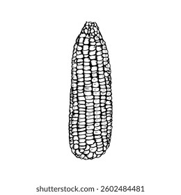 Corn sketch outline illustration. Simple doodle drawing in engraving style. Hand drawn vector line art clipart