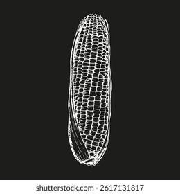 Corn sketch outline illustration. Simple doodle drawing in engraving style. Hand drawn vector line art clipart