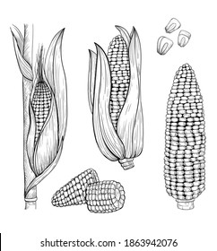 Corn sketch style illustration. Stylized sweet corn elements in engraved style. Corn isolated icons on white background. Hand drawn corn stalk vector illustration.