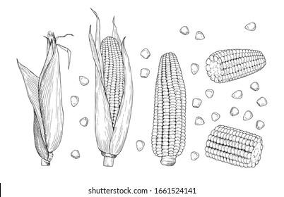 Corn sketch. Sweet botanical plant. Isolated vintage healthy corns, hand drawn cobs and grains. Farming and harvest vector illustration