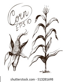 Corn sketch. Vector illustration