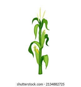 Corn stalk. Green corn stalk with several corn stalks. Icon, clipart for website, nature, food, vegetarian food, cereal. Vector flat illustration, cartoon style.