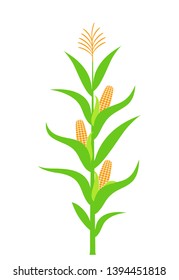 Corn stalk. Isolated corn on white background