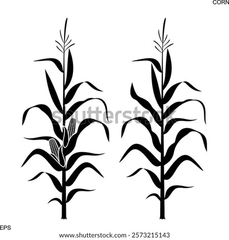 Corn stalk. Isolated corn on white background Stock photo © 