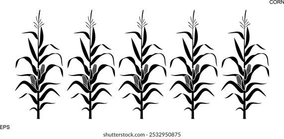 Corn stalk logo. Isolated corn stalk on white background