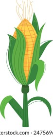 Corn stalk plant fresh maize vegetable isolated white background. Yellow ear cob husk green leaves agricultural farm harvest. Sweetcorn botanical seed kernel nature vector illustration