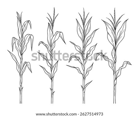 Corn Stalk Set Vector Illustration Line Art Style Stock photo © 