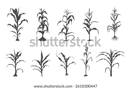 Corn stalk silhouette, Corn tree vector, Corn silhouette, Corn stalk vector.
 Stock photo © 