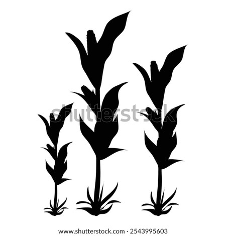 corn stalks in a field Stock photo © 