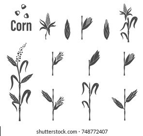 Corn Stems. Vector illustration isolated on white background.