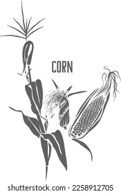 Corn stigmas and cobs vector silhouette. Corn silks medicinal herbal outline. Zeae maydis styli cum stigmatis silhouette illustration for pharmaceuticals and cooking.