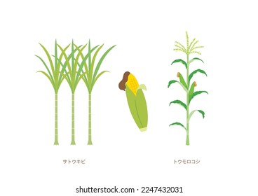 Corn and sugarcane.Set of biofuel illustrations.Japanese translation is "Sugarcane ""Corn."