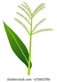 Corn tassels.