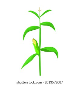 corn tree illustration with green leaves and bloom