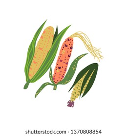 Corn Varieties Fresh Vegetable, Nutritious Vegetarian Food Vector Illustration