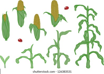 Corn in Various states of Growth