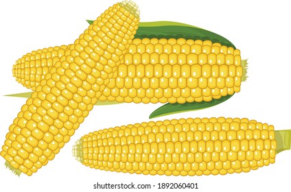 Corn vector art and illustration
