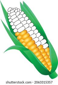 Corn vector art and illustrationw