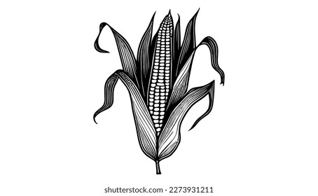 Corn vector black line illustration isolated white. Sketch art