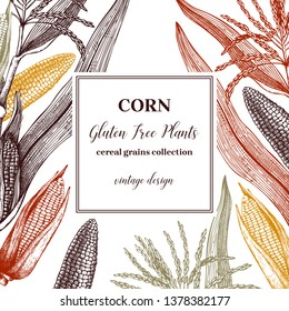 Corn vector design. Hand drawn maize sketches. Detailed vegetarian food illustration. Farm market products. Great for packaging, menu, label. Vintage corn frame template.