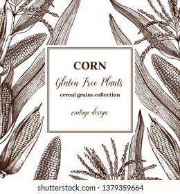 Corn vector design. Hand drawn maize sketches. Detailed vegetarian food illustration. Farm market products. Great for packaging, menu, label. Vintage corn frame template.