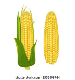 Corn vector design  illustration isolated on white background