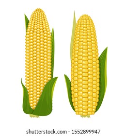 Corn vector design  illustration isolated on white background