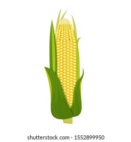 Corn vector design  illustration isolated on white background