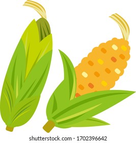 Corn vector illustration, cereal illustration . 