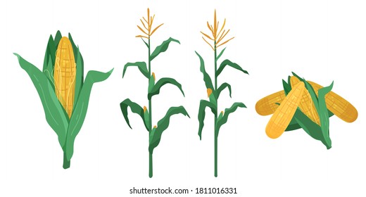 Corn vector illustration in flat cartoon style. Maize cob heap, plants isolated on white background.