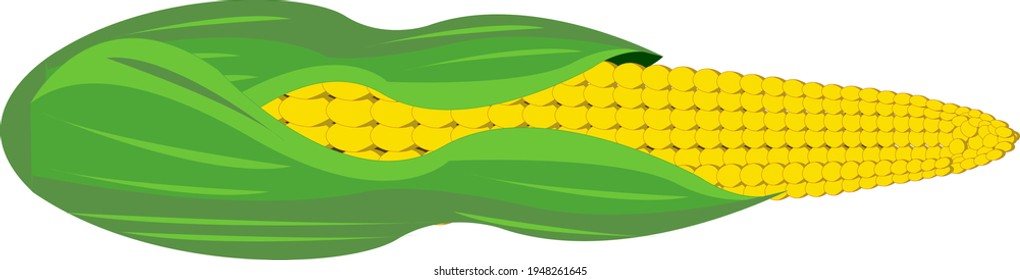 Ilustración vectorial de maíz (grano o semilla, tallo, palomitas de maíz, mazorca de maíz).