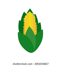 Corn. Vector illustration isolated on white background. Flat drawing style. Healthy nutrition.